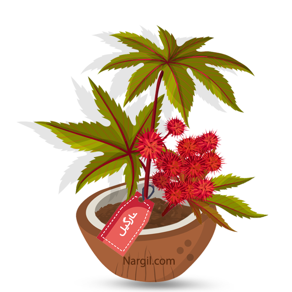 Nargil_Ricinus Communis